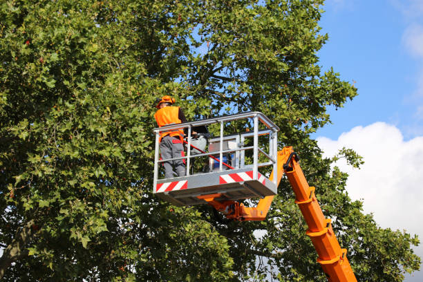 Best Commercial Tree Services  in Fort Lewis, WA